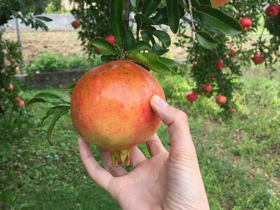 Šipak glavaš Šipak glavaš