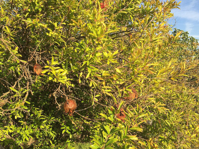 Osušeni plodovi Osušeni plodovi