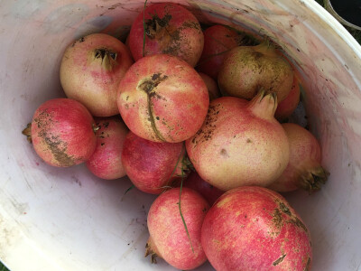 Šipak glavaš Šipak glavaš