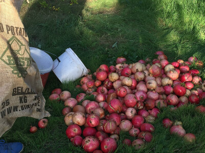 Šipak glavaš Šipak glavaš