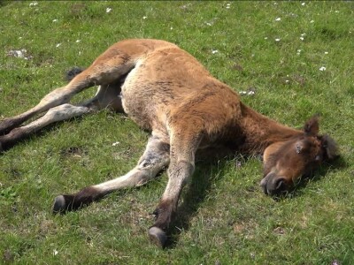 Sir, med i divlji konji spasili grad kojem je prijetio egzodus