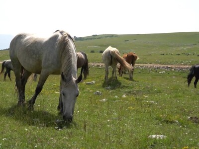 Sir, med i divlji konji spasili grad kojem je prijetio egzodus