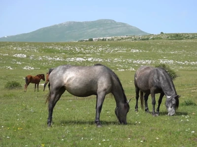 Sir, med i divlji konji spasili grad kojem je prijetio egzodus