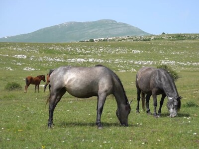 Sir, med i divlji konji spasili grad kojem je prijetio egzodus