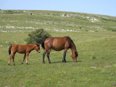 Sir, med i divlji konji spasili grad kojem je prijetio egzodus