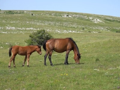 Sir, med i divlji konji spasili grad kojem je prijetio egzodus