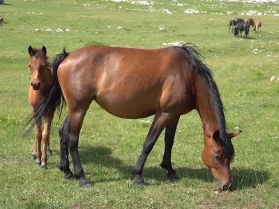 Sir, med i divlji konji spasili grad kojem je prijetio egzodus