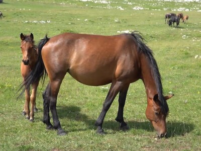 Sir, med i divlji konji spasili grad kojem je prijetio egzodus