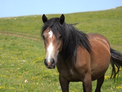 Sir, med i divlji konji spasili grad kojem je prijetio egzodus