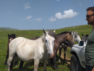 Sir, med i divlji konji spasili grad kojem je prijetio egzodus