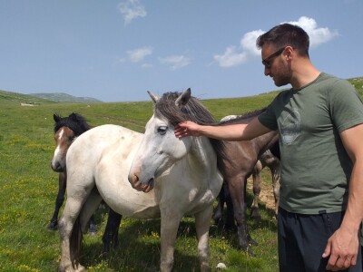 Sir, med i divlji konji spasili grad kojem je prijetio egzodus