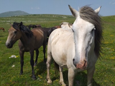 Sir, med i divlji konji spasili grad kojem je prijetio egzodus
