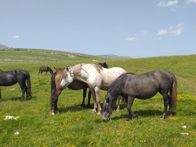Sir, med i divlji konji spasili grad kojem je prijetio egzodus