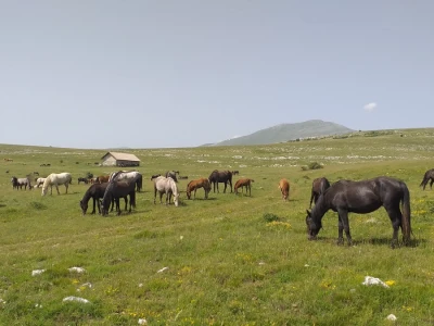 Sir, med i divlji konji spasili grad kojem je prijetio egzodus