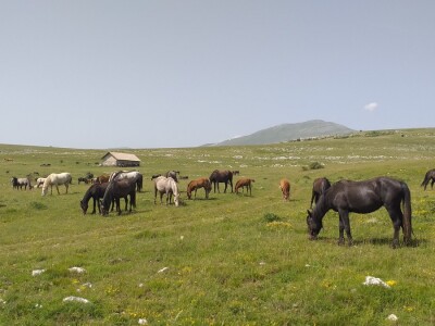 Sir, med i divlji konji spasili grad kojem je prijetio egzodus
