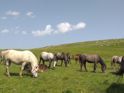 Sir, med i divlji konji spasili grad kojem je prijetio egzodus