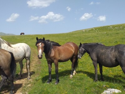 Sir, med i divlji konji spasili grad kojem je prijetio egzodus