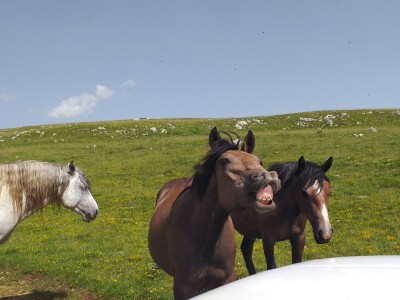 Sir, med i divlji konji spasili grad kojem je prijetio egzodus