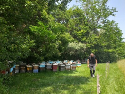 Sir, med i divlji konji spasili grad kojem je prijetio egzodus