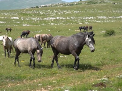 Sir, med i divlji konji spasili grad kojem je prijetio egzodus