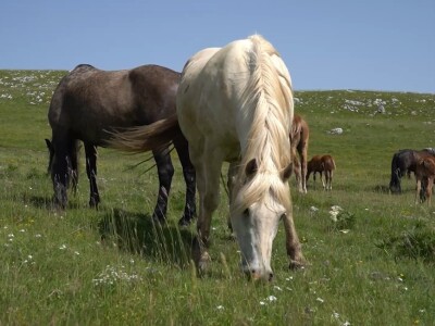 Sir, med i divlji konji spasili grad kojem je prijetio egzodus