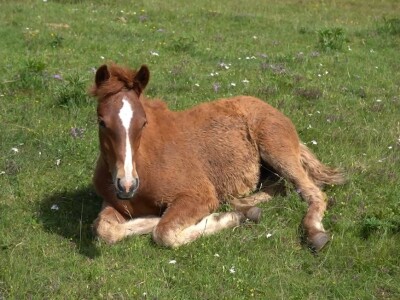 Sir, med i divlji konji spasili grad kojem je prijetio egzodus