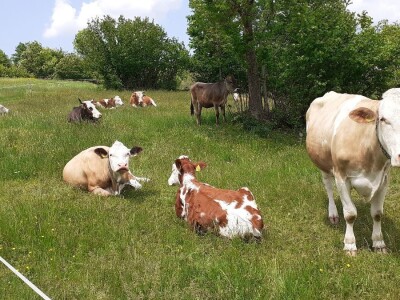 Sirana Anić - Krasno