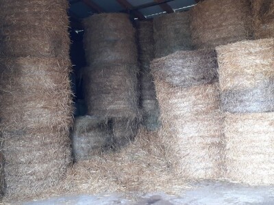 Sirana Anić - Krasno