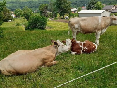 Sirana Anić - Krasno