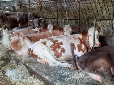 Sirana Anić - Krasno