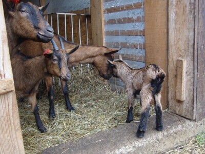 Sirana Jagarka Sirana Jagarka