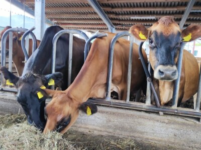 Sirana Vedrine u Lici