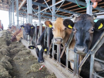 Sirana Vedrine u Lici