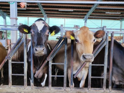 Sirana Vedrine u Lici