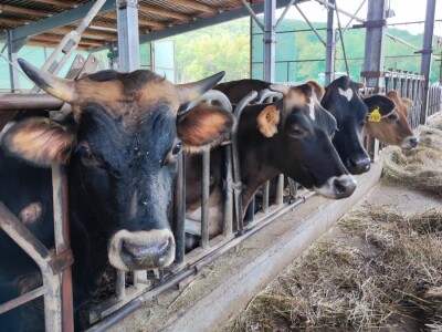 Sirana Vedrine u Lici