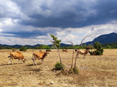 Sirana Vedrine u Lici