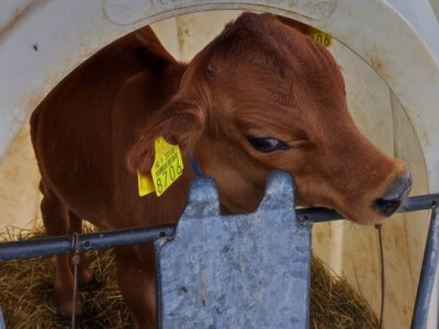 Sirana Vedrine u Medaku Sirana Vedrine u Medaku