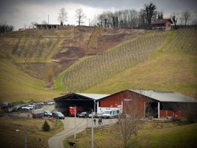 Na farmi imaju 70 muznih krava