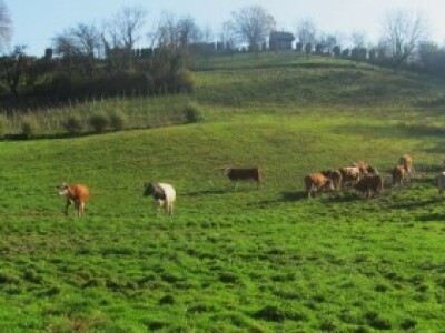 Krave pasu po okolnim brežuljcima