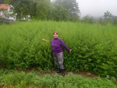 Pčelarenje i ljekovito bilje Pčelarenje i ljekovito bilje