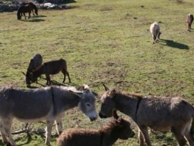 Širenjem  koronavirusa dalmatinci se okrenuli domaćoj "kašiki"