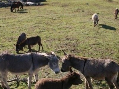 Širenjem  koronavirusa dalmatinci se okrenuli domaćoj "kašiki"