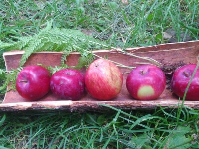 Ekološki proizvedene jabuke