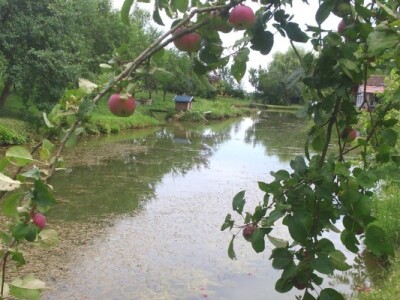 Ribnjak okružuje voćnjak sa starim sortama