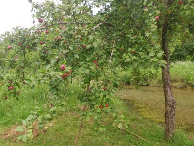 Obilje zdravih plodova