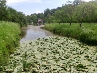 U dijelu ribnjaka širi se lopoč