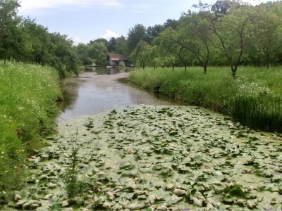 U dijelu ribnjaka širi se lopoč