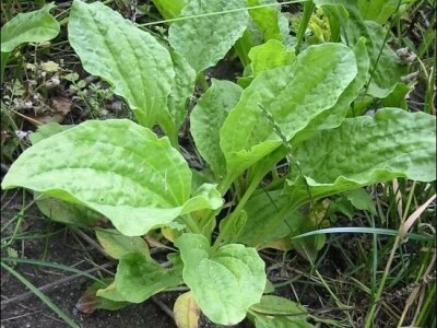 Širokolisni trputac