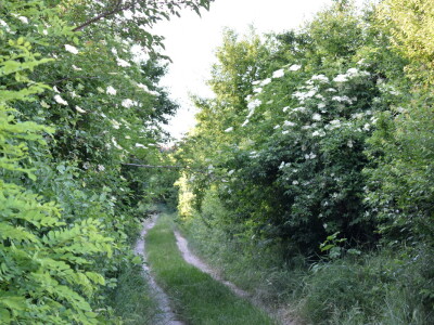 Sirup od bazge Sirup od bazge