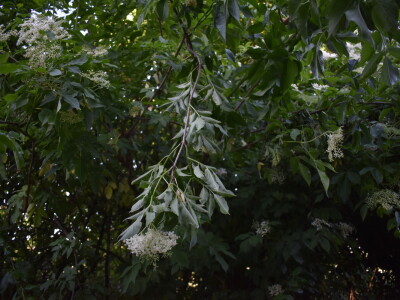 Sirup od bazge Sirup od bazge